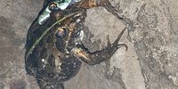 Dinner for one. Spotted Bush Snake, Broederstroom