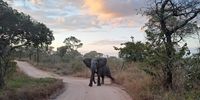 Young elephant bull at African sunset. Image: Leon de Kock