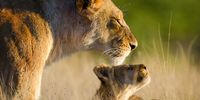 african-lion-book