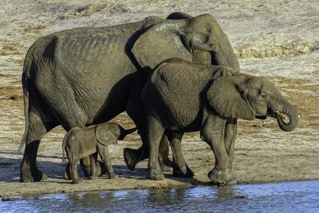 Where is Zimbabwe’s cyanide queen? Li Song, wanted over wildlife poisoning, skips bail