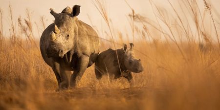 Private rhino owners mull legal challenge to phasing out of captive breeding operations