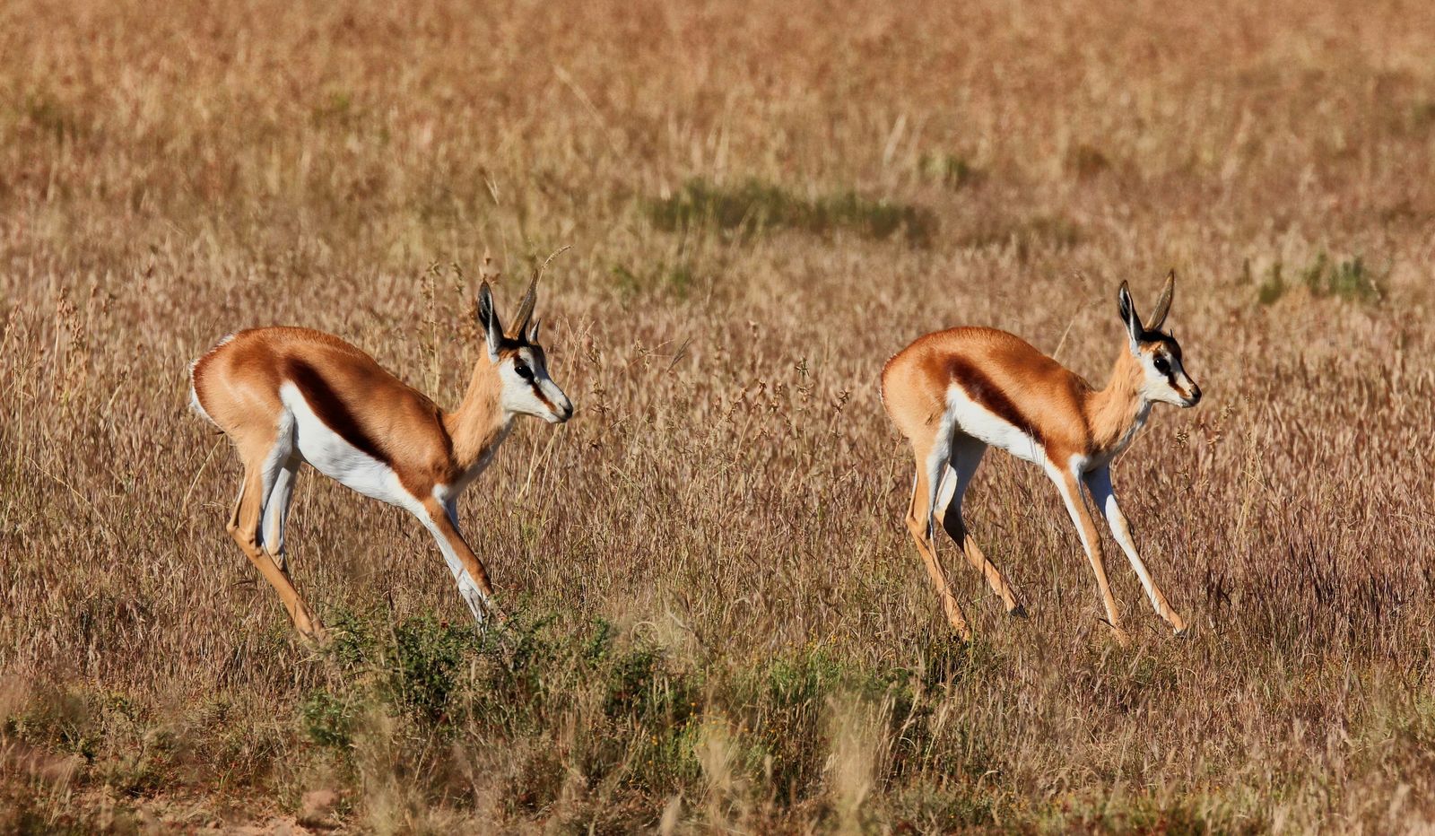 Springbok across the horizon: Solving the mystery of the trekbokke