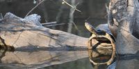 Terrapin Reflection. Photographer: Gerrit Strydom