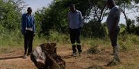 Ndlelendi Ncube, director of Tikobane Trust (right) and team inspect an elephant carcass. (Photo: Supplied)