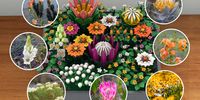 Vector creation by designer Christoff van Wyk of South African botanical flowers, featuring Fynbos flowers and plants from the Cape Floral Kingdom.(Photo: Supplied)