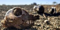 A carcass rots during the drought in the Cape provinces. (Photo: Supplied)