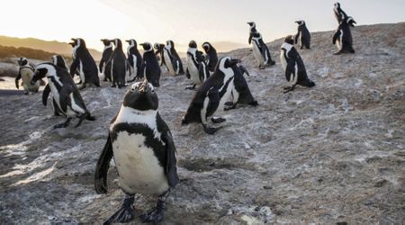 New regulations gazetted to shield fragile marine ecosystems from oil spill risks in SA