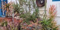 Colours in a winter garden. Photographer: Ilza Lang