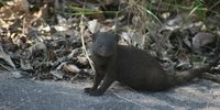 Minding my own business. Skukuza. Photographer: Jackie Campbell