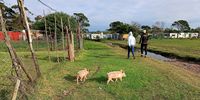 Nelson Mandela Bay officials monitor African swine fever outbreak in Grogro