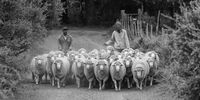 Gently herding a flock of Merinos to the shearing shed at Ganora Farm outside Nieu-Bethesda in the Karoo Heartland. The clipped and baled wool is sent to China and the fine textile industries of Italy and Japan