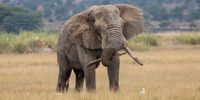 Proof that elephants do use toothpicks. Photographer: Con Fauconnier
