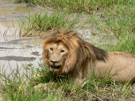 Cabinet approves end to captive breeding of lions and rhinos