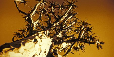 State of the oceans: southern African cyclones and droughts are just a taste of things to come