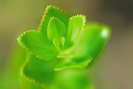 The healing powers of a uniquely indigenous South African garden