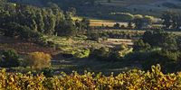 Autumn in the winelands near Stellenbosch. Image: Faul Bosman