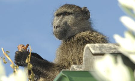 Cape Peninsula baboons face uncertain future with culling, removal on the cards