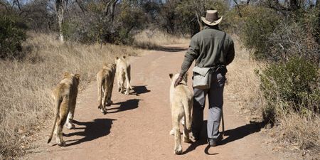 Trophy Hunting, Part Two: End of the game