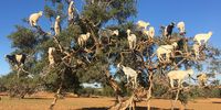 Rare Breed of Moroccan Tree Goat. Image: Janice Ashby