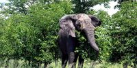 Challenging misconceptions — the positive impact of elephants on savanna dynamics