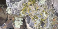 Lichen on Lions Head. Image: Patty Price