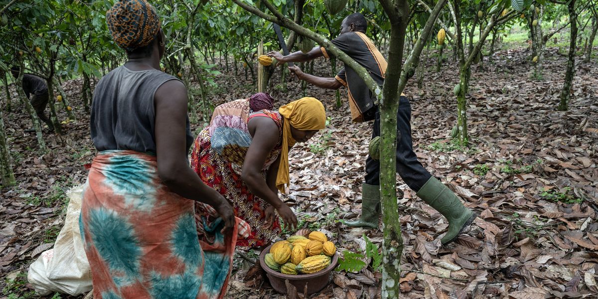 Indigenous farming: Digital age can harness age-old traditions