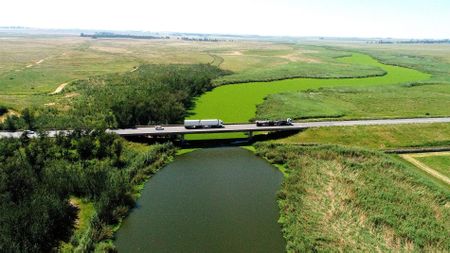 Rapid water lettuce spread threatens Vaal River — weevils could be the solution