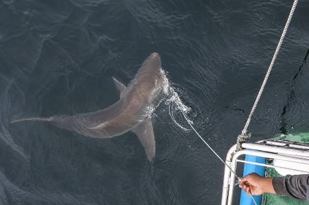 Great white shark spotted in False Bay after eight-year absence