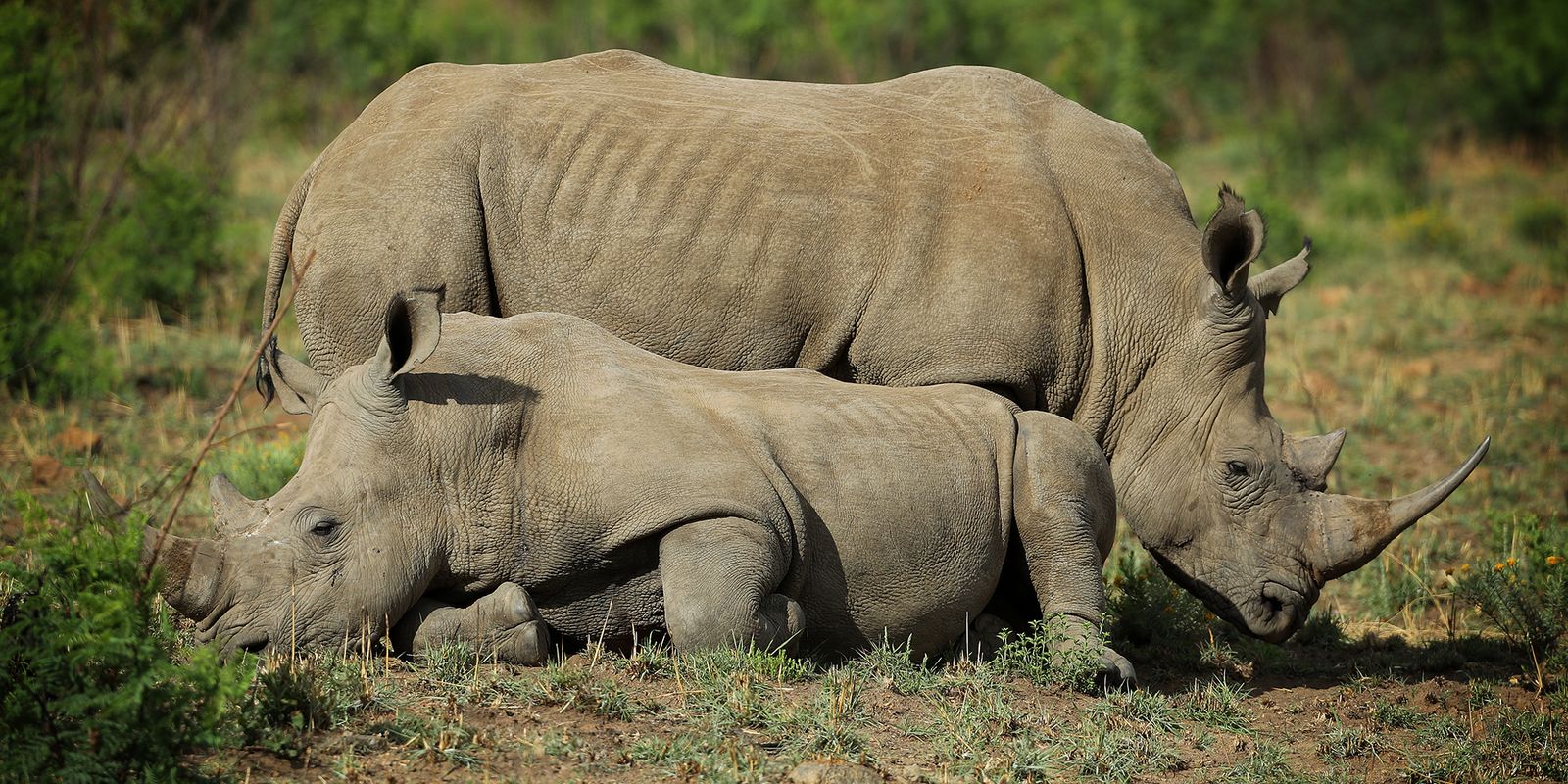 There are an estimated 3,549 white rhinos and about 268 black rhinos left in the Kruger Park after a surge in rhino horn poaching which escalated dramatically f
