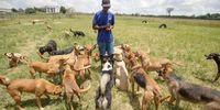 Spike in unlicensed dog breeding in Zimbabwe threatens public safety and health