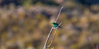 Malachite sunbird, Cederberg. Image: Dylan O'Hagan 