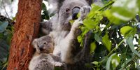 SYDNEY, AUSTRALIA - MARCH 02: Koala joey Humphrey is comforted by mother Willow at Taronga Zoo on March 02, 2021 in Sydney, Australia. Eight-month-old Humphrey is the first koala joey born at Taronga Zoo in over a year, and only recently emerged from his mother Willow's pouch. Koala joeys stay in their mother's pouch for up to 6 months and it is only from around that age that they begin to emerge and attach themselves to their mother's back. (Photo by Lisa Maree Williams/Getty Images)