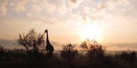Sunrise Silhouette. Image: Jane Casperd
