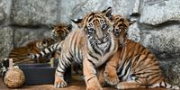 Young Sumatran tigers.  EPA-EFE/MACIEJ KULCZYNSKI POLAND OUT