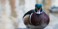 A Wood Duck politely requesting some crumbs. Photographer: Lloyd Zac