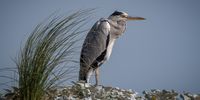 “Back to the Wind” – Buffalo Bay (Knysna). Image: Albert McLean