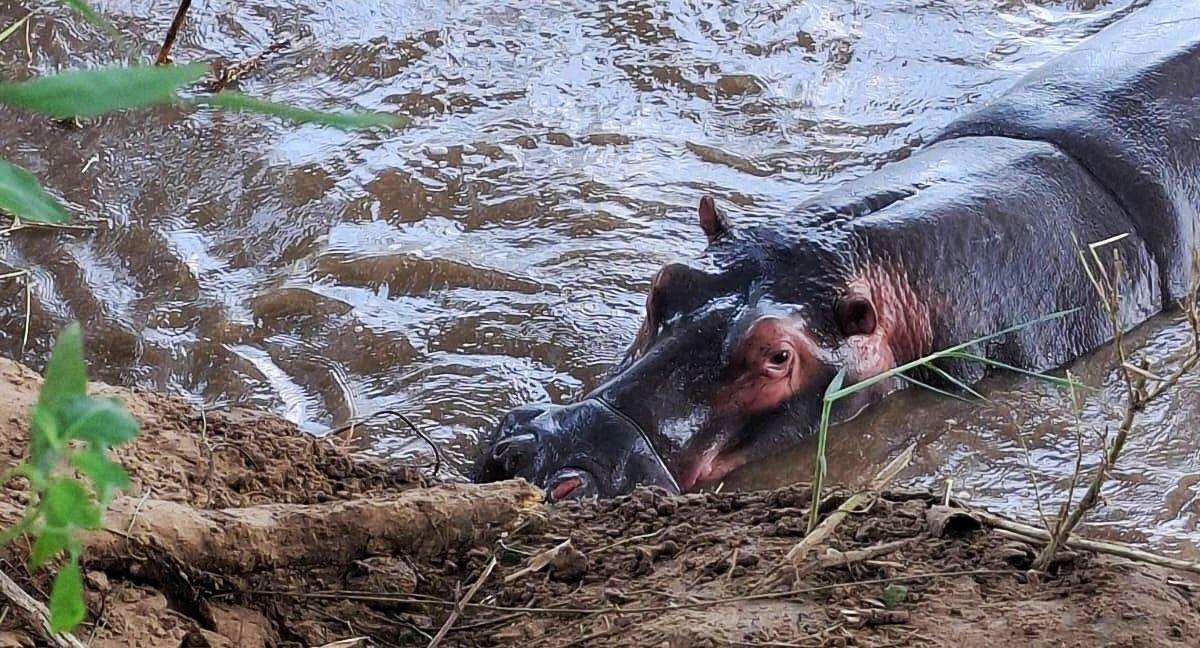 KZN hippo meat frenzy ends in tragedy in iMfolozi River, Lake St Lucia