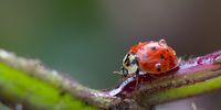Ladybird beetle after an Autumn shower. Image: Jean Morrison