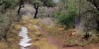 Just after the rain, even steenbok are standing still. Photographer: Carole Lotz