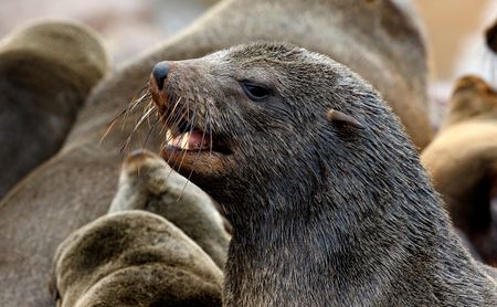 Rabid seals bite at least 176 people as fatal disease spreads, threatening other species