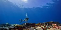 A diver documents the coral reefs in the Chagos Archipelago. (Photo: Khaled bin Sultan Living Oceans Foundation)