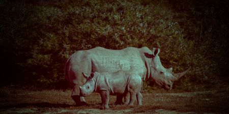 ‘People need to get angry’ — poachers butcher three rhinos at Eastern Cape game reserve