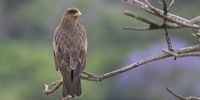 Yellow Billed Kite taken at Hazelmere Dam, KZN.