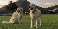 2 doggos and a lion… Camps Bay fields view across to Lions head at dusk. Photographer: Mark Cromhout 