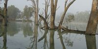 Morning mist on the Murray outside Gol Gol NSW Australia.