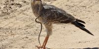 What’s for lunch? Goshawk eating a mole snake in the Kgalagadi. <br>CREDIT: Gill Malcolm