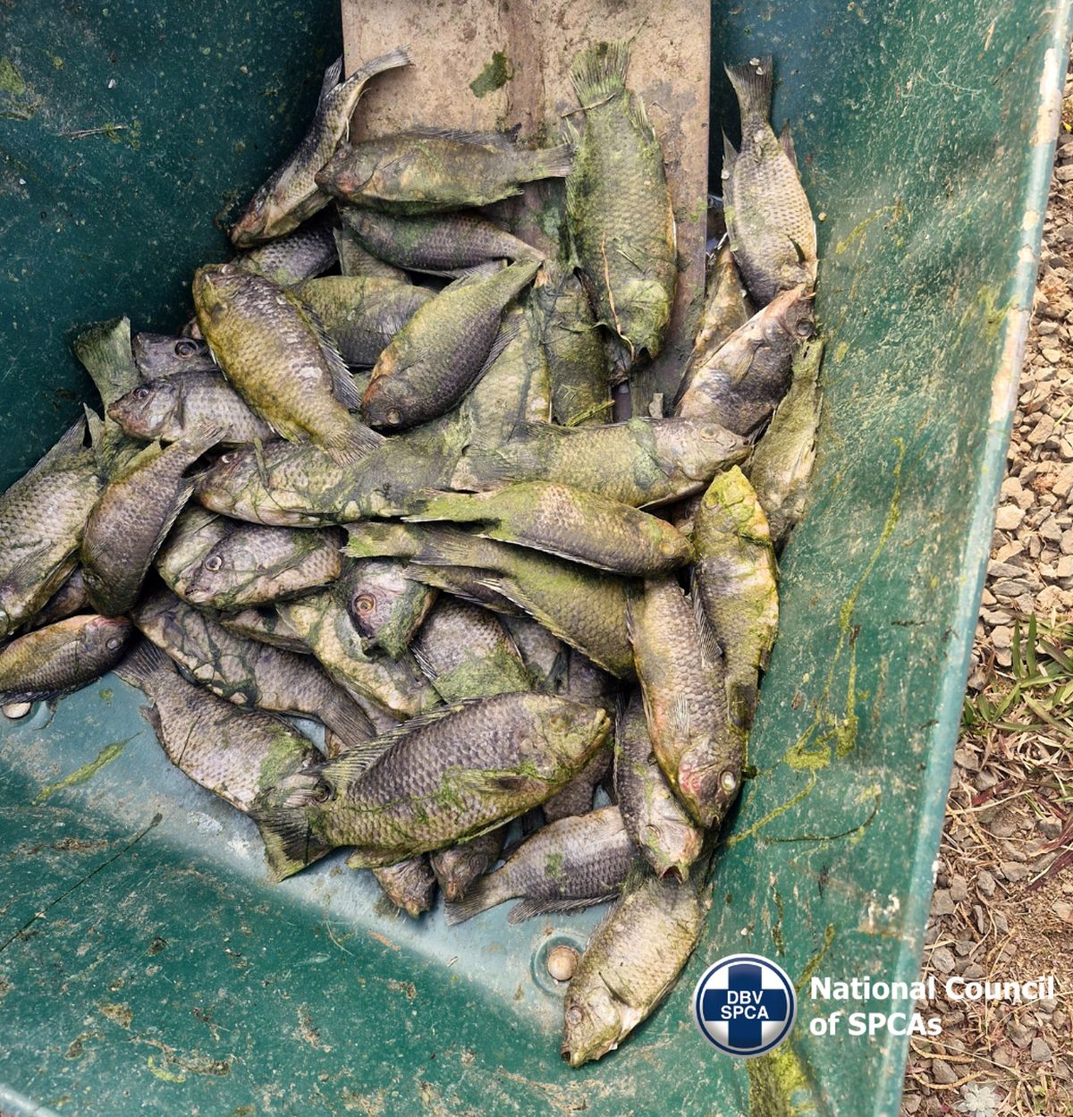 Feeding dead fish – government-funded aquaculture project implodes