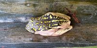 Painted reed frog on the eucalyptus: Durban Botanic Gardens. Photographer: Craig Pheiffer