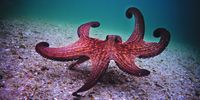 Octopus walking on two legs. Picture courtesy of Sea Change Project