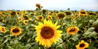 Sunflower plants near Polykastro, Greece  (Photo: Konstantinos Tsakalidis / Bloomberg via Getty Images)